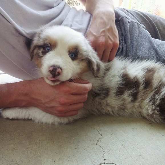 Meet your Posher, Abby - Picture 2 of 8